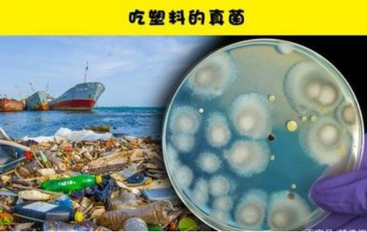 能在温顺条件下高效降解PBAT塑料的海洋微生物酶首次被发现